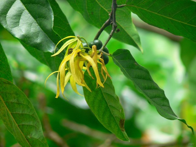 165- Fleur d'ylang ylang 